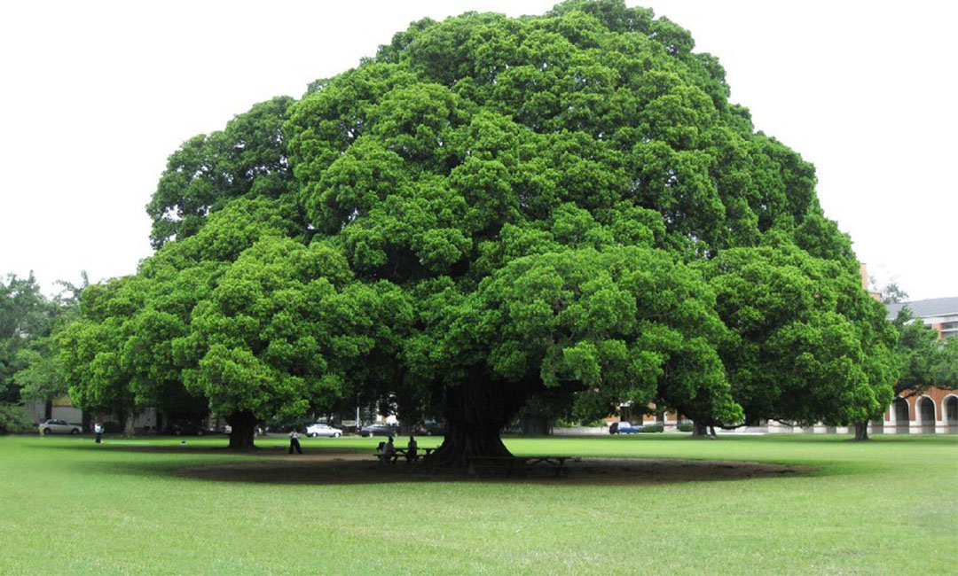 秦皇岛金榕树服务号代运营案例